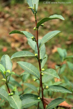 茶树枝叶