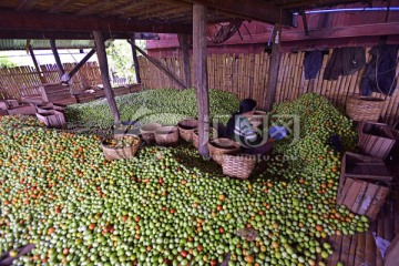 环保蔬菜 番茄