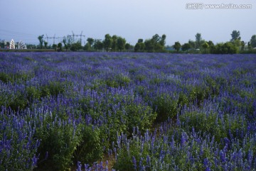 薰衣草