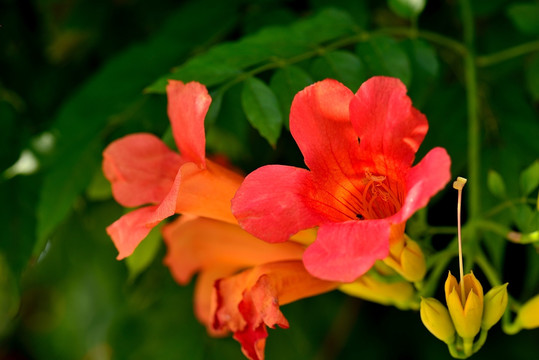 凌霄花