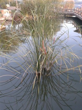 池中水草
