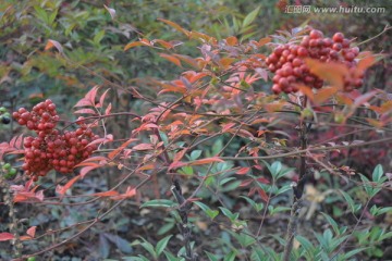 秋天的红果