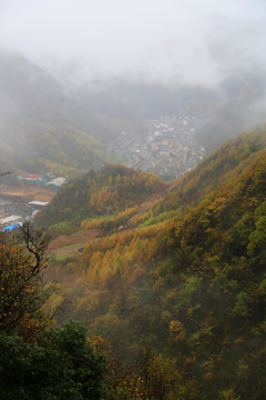 高山丘壑 林海