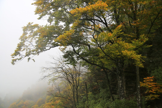 森林植被 高山丘壑