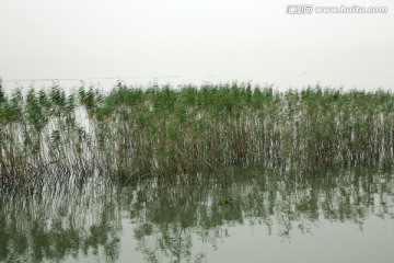 太湖芦苇