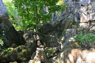 岩石上的树