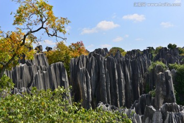 石林 奇石