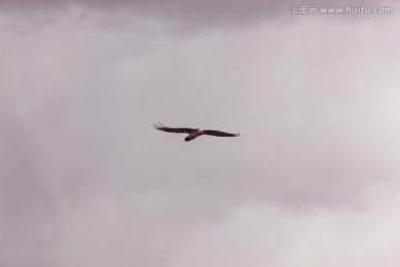 胡兀鹫 胡秃鹫 展翅翱翔