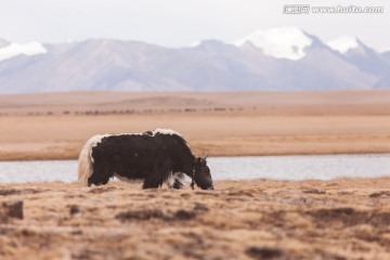 澜沧江源头的牦牛 雪山 湿地