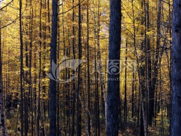 逆光中的金色落叶松树