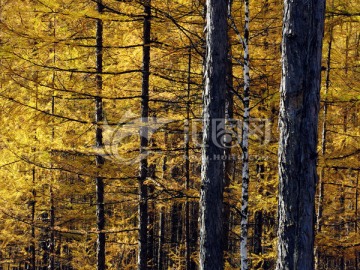 逆光拍摄的落叶松树