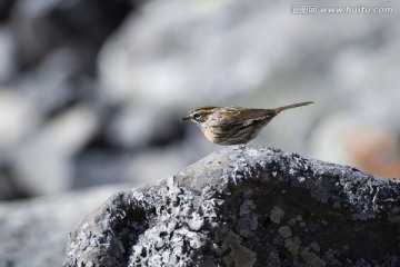 棕胸岩鹨 小鸟