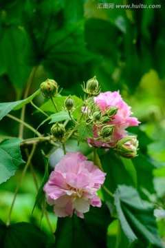 芙蓉花