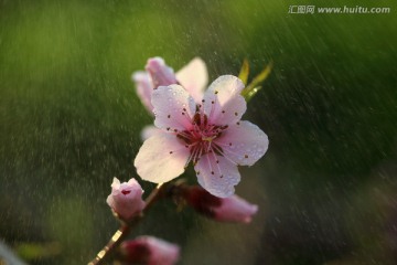 桃花雨