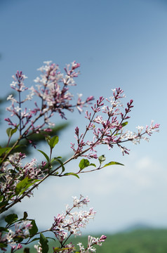 丁香花