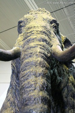 雕塑 猛犸象
