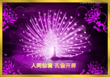 孔雀 孔雀開屏