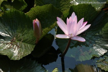 睡莲 水生植物