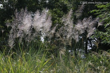 野草