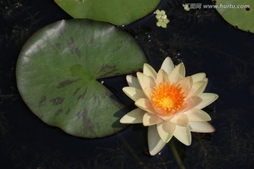 睡莲 水生植物