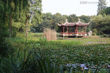 武汉植物园风景