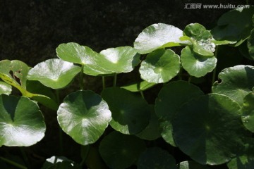 观赏植物 绿叶