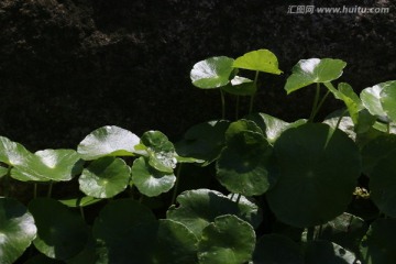 观赏植物 绿叶