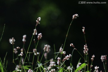 野花