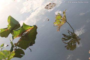 残荷 蓝天白云倒影