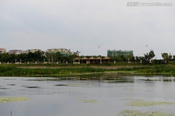 河道 水鸟