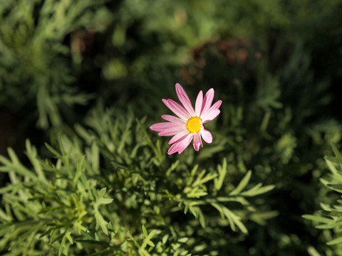 小粉花