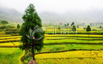 茗岙梯田