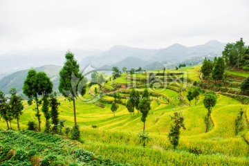 茗岙梯田