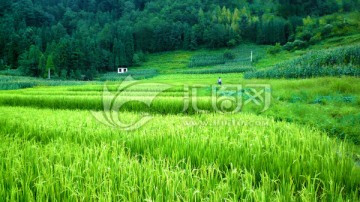 绿色稻田 绿色田地 兴隆