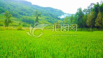 绿色的稻田 生态环保 乡村田园