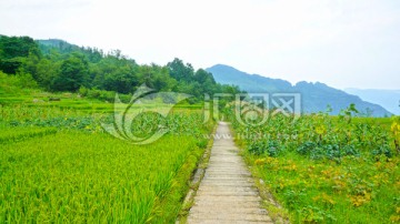 田间小路 绿色稻田 田野风光