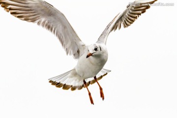 空中翱翔的海鸥