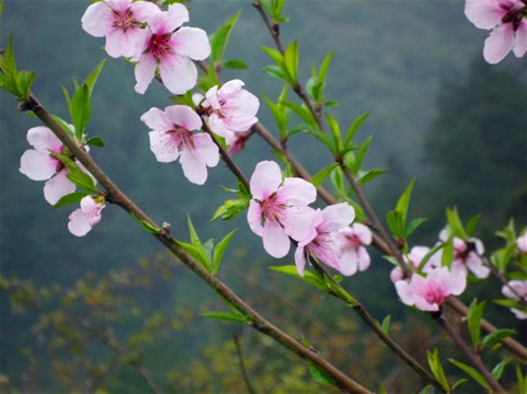 野桃花枝