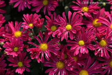 植物花草 菊花