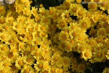 植物花草 菊花