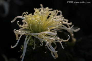 植物花草 菊花