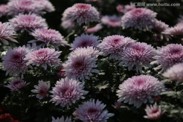 植物花草 菊花