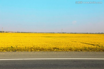 金黄稻田