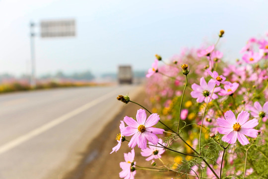 路边的野花