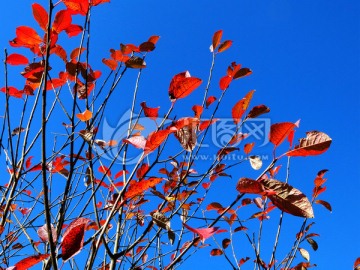 红叶与蓝天