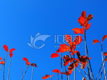 蓝天下的秋季红叶