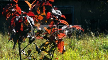 秋季的稠李树红叶