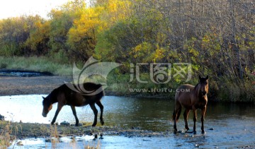 傍晚河边喝水的马