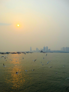 青岛 栈桥 海鸥