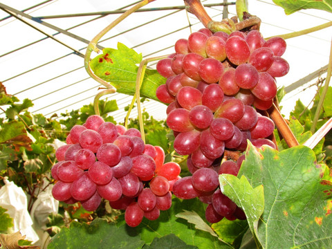 秋天的葡萄